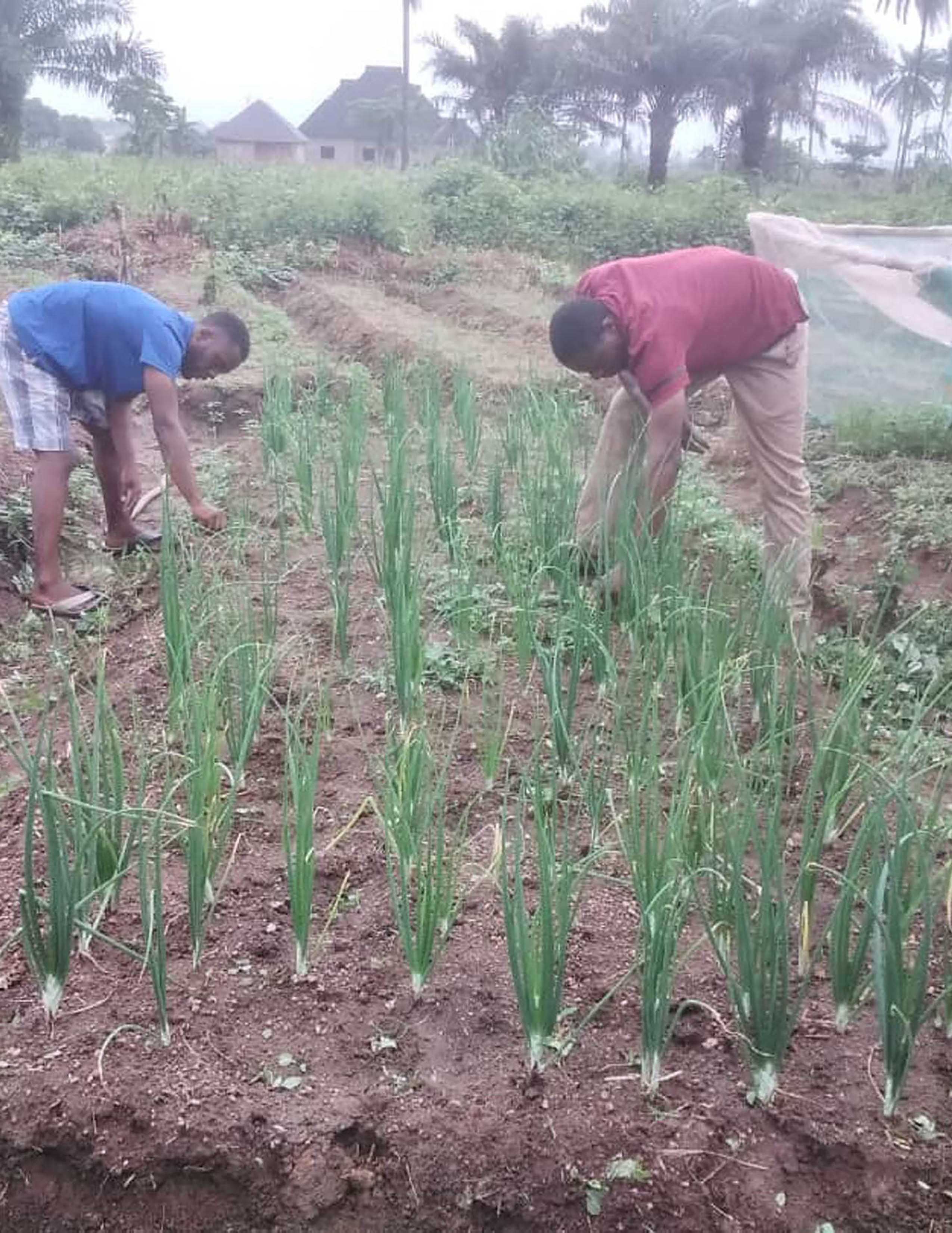 Commercial Onion cultivation